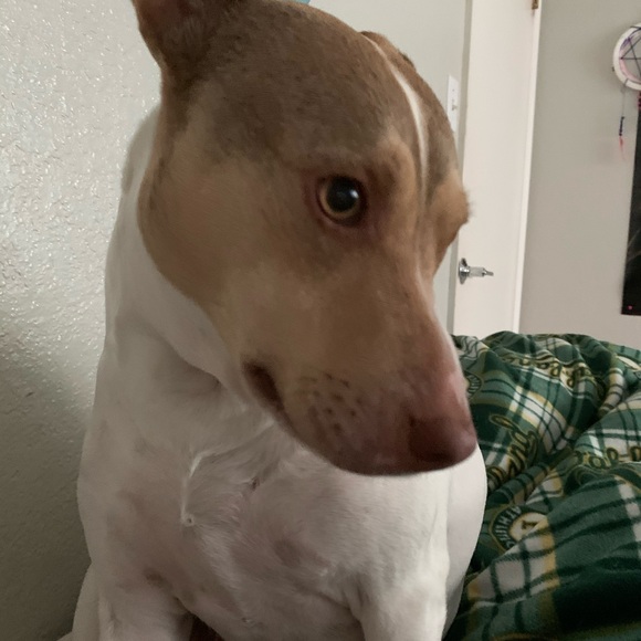 Meet your Posher, Olivia - Picture 2 of 11